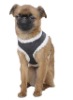 Dog Harness XM-XC-280