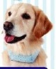 Pet cooling collar