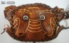 leather coin purse