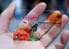 plastic transparent business card