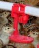 water holder for chicken